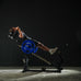 Compact Leg Press & Hack Squat - 2027 Model